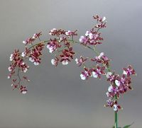 Oncidium Sharry Baby Sweet Fragrance | orchids_oncidium sharry baby sweet…