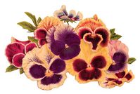 digital pansy flower clip art image