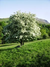 Hawthorn Tree - the May birth tree - It symbolizes hope because it signals the return of Spring and Summer. Maypoles used to be made of hawthorn.