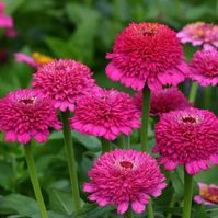 🌸✨ Discover 'Zinderella Purple' Zinnia Seeds! 🌟🌿 Bring a burst of tropical flair to your summer garden with the mesmerizing fuchsia-lilac hues of 'Zinderella Purple' Zinnias. These unique blooms, with their charming double bloom structure and scabiosa-like appearance, are perfect for adding vibrant color and vertical interest to any sunny spot. 🏅 Fleuroselect Novelty Award Winner 🌼 Pollinator and beneficial insect magnet 🌞 Thrives in warm weather 🌿 Easy to grow from seed Don't miss out! Th...