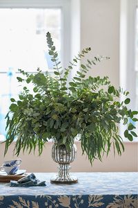 The wispy texture and gorgeous scent of fresh eucalyptus foliage shine in this bunch of five assorted varieties. To dry, simply hang upside down or allow to dry in a vase without water. | Fresh Assorted Eucalyptus Bunch by Terrain at Anthropologie