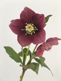 Hydrating Hellebores