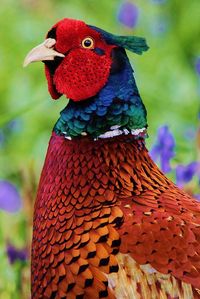 Pheasant with super colour.