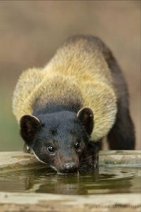 Martes flavigula: An omnivorous Asian mustelid, whose food ranges from fruit and nectar to small deer.