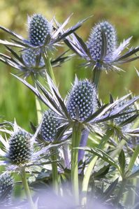 Sea holly cultivar with spiky blue flowers and spiny leaves. Eryngium or eryngo flowering ornamental plant in the garden.Aesthetic photo with blurred foreground