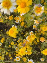 #nature #snails #flowers #garden #flowergarden #yellow