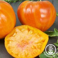 True Leaf Market offers free shipping on seeds and growing supplies like, Patty's Striped Beefsteak Tomato seeds & more. Visit our site, read our reviews, buy online. Organic, Heirloom, Hybrids & more.