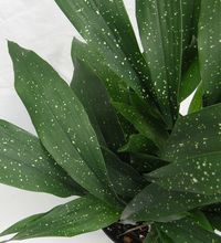 Aspidistra elatior 'Milky way' | Cast iron plant | Hojas de salón. Dotted