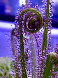 Drosera Regia