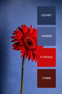 This blue red palette of a striking flower set against a smooth backdrop, the vivid petals stand out sharply, creating a bold and captivating contrast with the background.