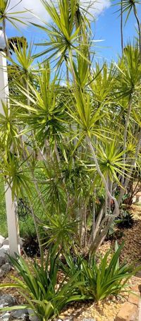 Dracaena marginata is a popular indoor plant with long, slender green leaves edged with red. These plants are drought tolerant and not at all fussy about their light conditions. Indoors the plant can grow up to 6ft.  This tree, also called Dragon Tree,  can grow up to 20 feet tall outdoors in Zone 10-11.