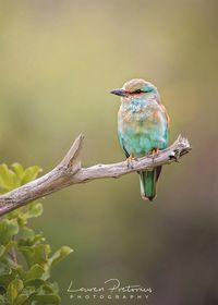 This photograph features a beautiful blue European Roller perched delicately on a branch.