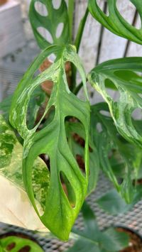 monstera adansonii mint, available at our retail greenhouse, Aroid Greenhouses, located in Perfect Choice Nursery, in South Florida