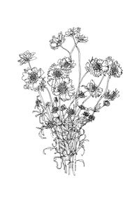 Pen and ink illustration of scabiosa flowers A5 Print on fine art paper Contact me for commissions