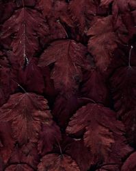 Burgundy leaves