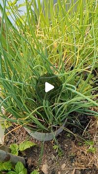 Farida Sober on Instagram: "🌱🐌 Embracing the onion journey from seed to harvest! 💚✨ Starting from tiny seeds, nurturing them into seed snails, and finally transplanting them into the polytunnel soil. This method has been a game-changer for me! 😊💡 Instead of fussing over individual pots, I kickstart these onion seedlings in January, giving them ample time to grow strong and healthy. Come planting time, these germinated seed snails seamlessly integrate into the soil, making moisture and nutrient management a breeze. 🌿💧 Say goodbye to the hassle and hello to thriving onion crops! 🌱🏡 #GardeningTips #OnionSeedlings #PolytunnelMagic #GreenThumbJoys 🌟 #seedsnail #SeedSnailMagic  #easygardening  #itsfree  #organicgardening  #gardeninghacks  #ukallotment  #onionseed  #giantonion"