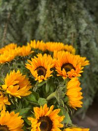 Helianthus Annuus 'sunrich Orange' Always bringing the Sunshine 🌼 Fresh Flowers & Plants Direct From Holland Daily 🚚 Delivery Through-Out London & Surrey 💐 Web Shop - With Over 4,000 Products https://shop.flowervision.co.uk/Account/Login