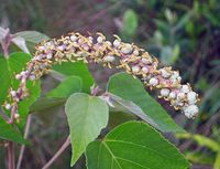 烏臼 Sapium sebiferum [香港九龍坑山 Cloudy Hill, Hong Kong]