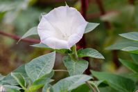 Angel's trumpet (Datura inoxia), also known as pricklyburr, is a beautiful flowering plant. Learn how to nurture this perennial trumpet-shaped beauty.