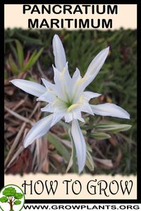 Pancratium maritimum - How to grow & care