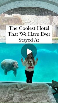 Michelle Koral-Rea - Family Travel on Instagram: "The Walrus Room at Pairi Daiza Zoo in Belgium is by far the COOLEST hotel room we have ever stayed in!
PDZ is one of the places, that we’ve experienced, that the pictures and videos cannot do it justice.
Later this week and next week, I’ll be posting a million videos and pictures with more information about our stay.

I will also be posting extra videos in my saved Highlights titled “Belgium PD”.

#Belgium #Pairidaiza #liviehudsontravels #hellofrom #europewithkids #childhoodunplugged #zoohotel  #passionpassport #exploremore #wanderlust #thepursuitofjoyproject #familytravel  #iamatraveler #travelwithkids #forbestravelguide #wheretofindme  #tlpicks #milspouse #discoverearth  #cntraveler #travelfamily #worldscoolesthotel #belgiumwithkids #belg