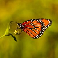 Grow milkweed and the Monarch butterfly will come... :-)