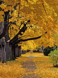 Autumn Maple Trees, Missoula, Montana, USA by Chuck Haney. Photographic print from Art.com.