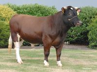 Brandrode rund (Dutch deep red cattle)