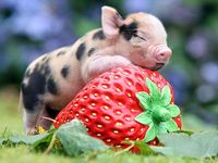 Micro-Piglet