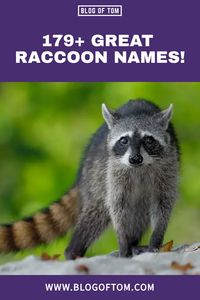 If you’re looking for the best raccoon names, look no further! We’ve compiled a list of hilarious, punny, and cute names for your new pet raccoon.