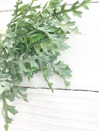 "Green Dusty Miller Bundle Bundle is 14\" long They have a great combination of shades of light green fern leafs. These greenery stems will work great for all your embellishments and floral projects. More Wreath Supplies are here: https://www.etsy.com/shop/Keleas?ref=seller-platform-mcnav&section_id=23507937"