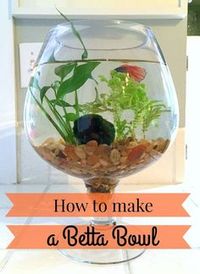 how to make a betta bowl with live plants