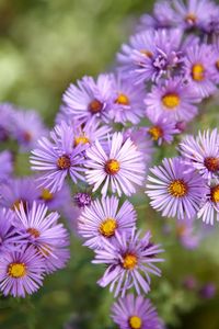 Complete your autumn flower garden with the starry blooms of aster (Aster spp.). This perennial’s flowers are typically yellow in the center and have rays in shades of purple, violet, lavender, blue, pink, red, and white. Plant them with boltonia, goldenrods, and sedum for a show of late-season color. Mulch your asters to help hold moisture in the soil.    Growing Conditions: Full sun to partial sun and well-drained soil    Size: Up to 6 feet tall    Zones: 3-9