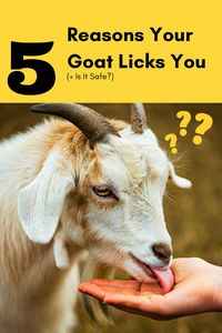 "Discover why your goat's licking habit might be more than just cute! From showing affection to seeking minerals, uncover the hidden meanings behind this behavior. Learn if it's safe and when to discourage it. 
#GoatCare #FarmLife #PetGoats #affiliate