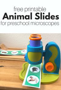 Free printable animal slides for your preschool microscope. A great resource for preschool science center or homeschool science activity.