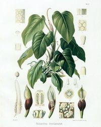 SET OF 12 TROPICAL PLANT STUDIES digital download, created by me using antique tropical plant illustrations. Each image is restored on their original paper with natural imperfections and discolorations. This listing is for three digital ZIP files with 12 JPG images at 300 ppi resolution, each 2400x3000 pixels Print sizes are 8x10 inches. You can print at home with your own printer. I suggest card stock or fine art papers for best results. --Other printing ideas-- Online: finerworks.com picturesa