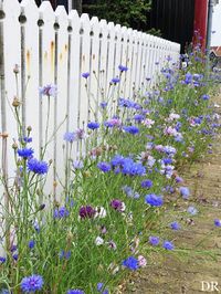 Bookish Ambition: The Pickety Fence