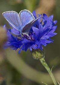 Blue on a cornflower