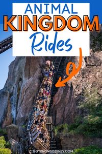 If you have a trip coming up to Disney's Animal Kingdom, then read here! Ziggy Knows Disney lists the best rides there so you don't miss any of them. This list of the best rides and attractions at Animal Kingdom is sure to come in handy for your Disney World vacation!