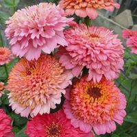 They're pink! This annual Zinnia produces single and double flowers that are every shade of pink. From straight petals to pompon petals, they grow up to 30 inches and are perfect for bouquets both in and out of the garden! Size: Packet.