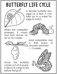 This butterfly life cycle poster makes a perfect, no-prep supplement to your science unit study. The short passage introduces key terms without being overwhelming. Print 2 to 4 to a page to save paper and to make just the right size for interactive notebooks. These make a perfect supplement to your read alouds and science videos.CLICK HERE to find this resource in the Life Cycles Poster Set!Terms of Use Copyright  Project Based Learning with Elle Madison. All rights reserved by the author. This