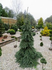 Picea glauca 'Pendula' White Spruce | Conifer Kingdom