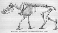 SKELETT ANATOMIE WILDSCHWEIN (Sus scrofa) Holzstich von 1891 - EUR 7 ...