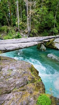 lp232 on Instagram: A beautiful river at Staircase in Olympic National Park, Washington!❤️💚🌴😍🌳🏞 . . #beautiful #scenic #olympicnationalpark #skokomishriver…