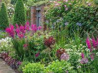 Clive Nichols on Instagram: “Cottage Row in Dorset with its abundant borders packed with beauties like this Gladiolus communis subsp. Byzantinus