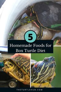 Homemade Foods For Turtles: Unlock the secrets of turtle care with homemade recipes ideal for the aquatic turtle tank. Explore diets from the box turtle diet to the wood turtle diet.