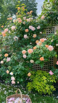 The Lark Ascending (Ausursula) is a stunning rustic apricot rose that stands tall and airy in the garden, beckoning bees and beneficial insects. With its top rating for health and abundant flowering, it's a beloved choice among gardeners.  #davidaustinroses #gardeninspiration