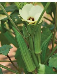 Okra, Clemson Spineless - Burpee