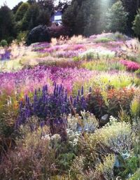 "Pastel drifts...Piet Oudolf garden" I just kinda want to roll around in it and hug someone with allergies.