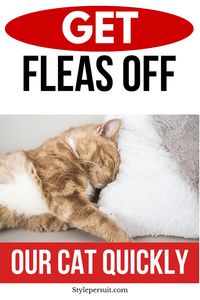 Cats are cherished members of our families, bringing joy, companionship, and sometimes a bit of mischief into our homes. However, like any family member, they can also face health challenges, one of the most common being fleas. Fleas are not just a nuisance; they can cause significant discomfort and health issues for your feline friend. Finding the best flea remedies is crucial for maintaining your cat's well-being. In this comprehensive guide, we will explore various flea treatments